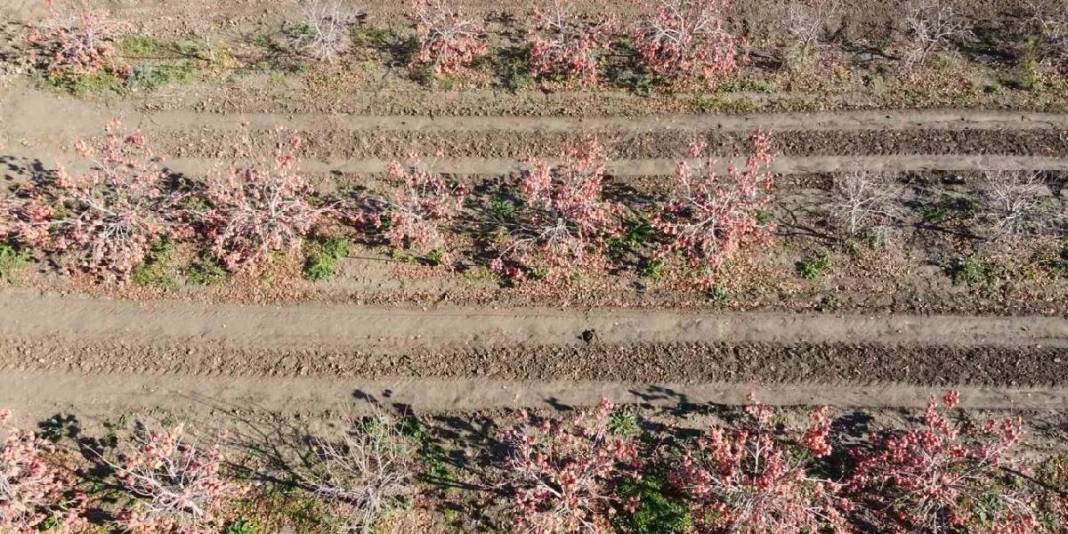 Yaşı 60 TL, kurusu 650 TL! Mahallede kurulan tesiste kurutuldu: İlk ihracat Almanya’ya yapıldı 3